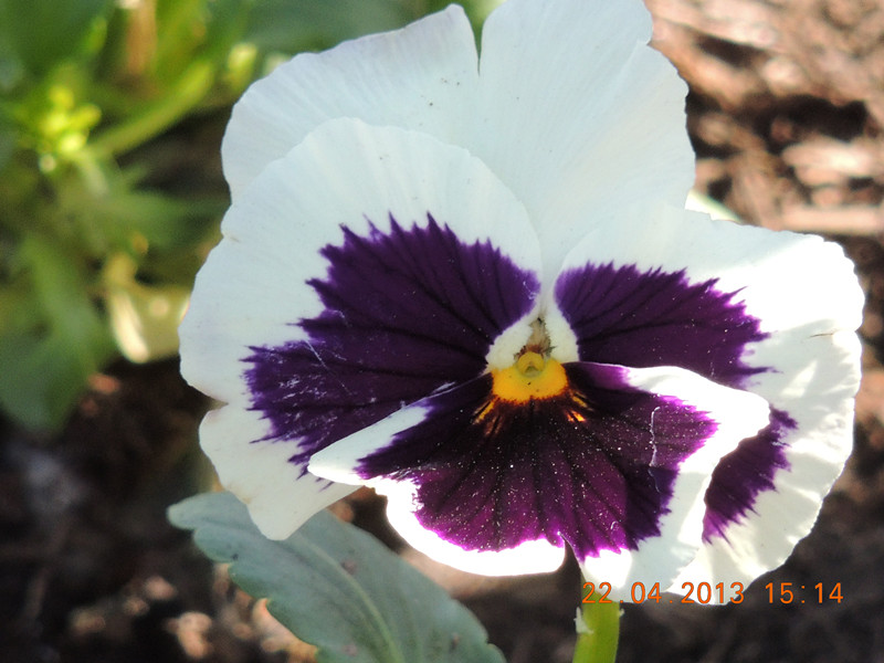 flower 2993_.jpg