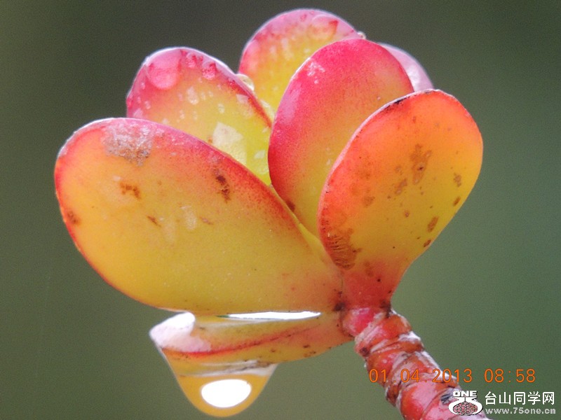 flower 2316_.jpg