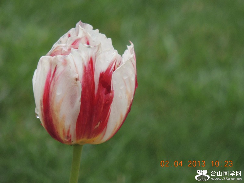 flower 2466_.jpg
