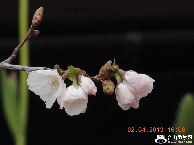 flower 2480_.jpg