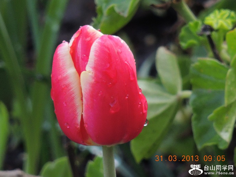 flower 2298_.jpg