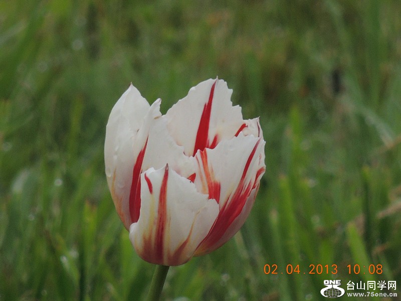 flower 2410_.jpg