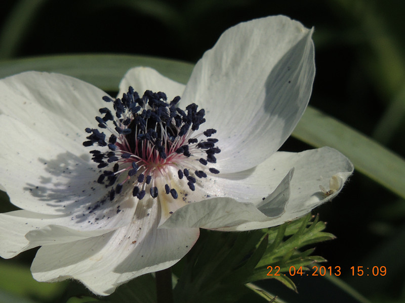 flower 2968_.jpg