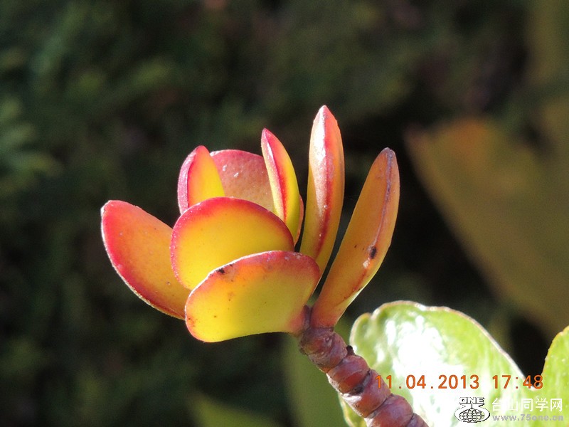 flower 2613_.jpg