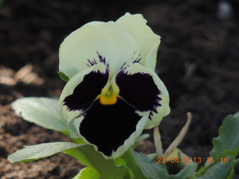 flower 2998_.jpg