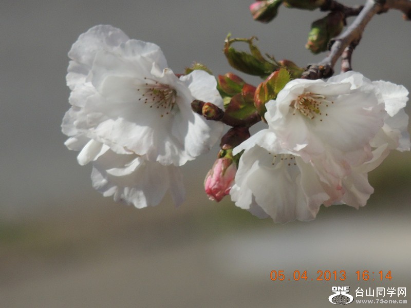 flower 2532_.jpg