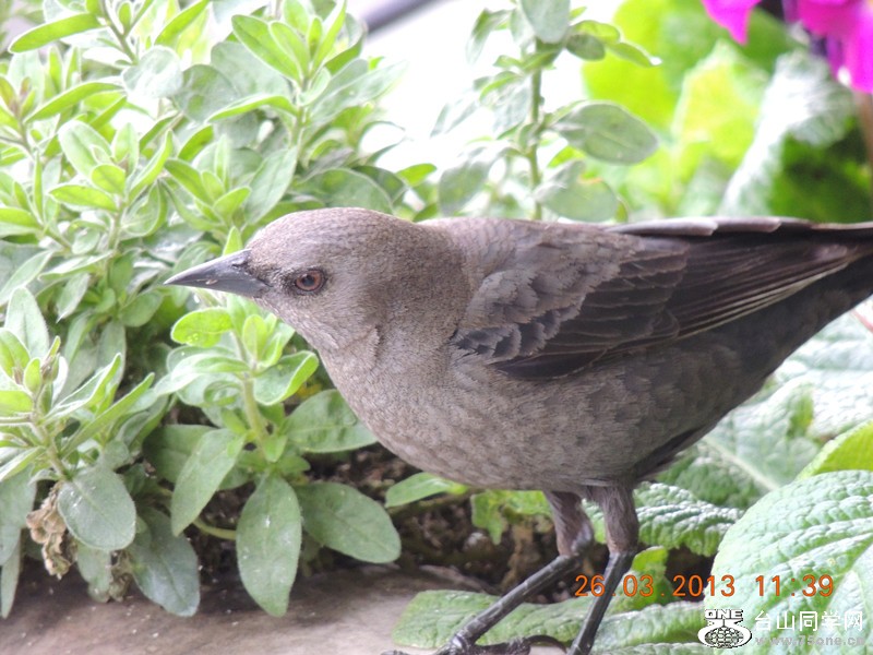 bird 1870_.jpg