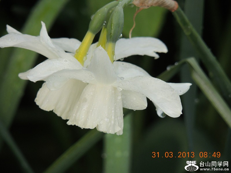 flower 2247_.jpg