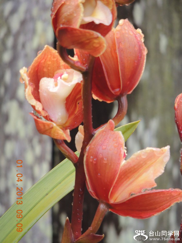 flower 2329_.jpg