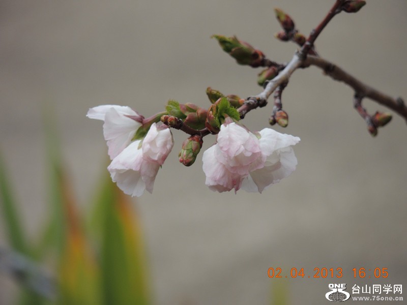 flower 2477_.jpg