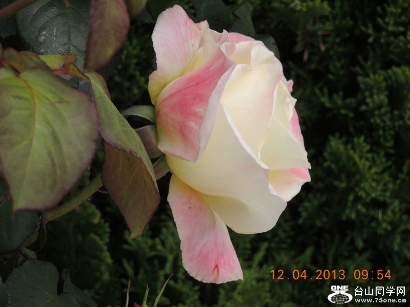 flower 2640_.jpg