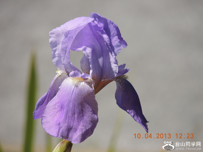 flower 2599_.jpg