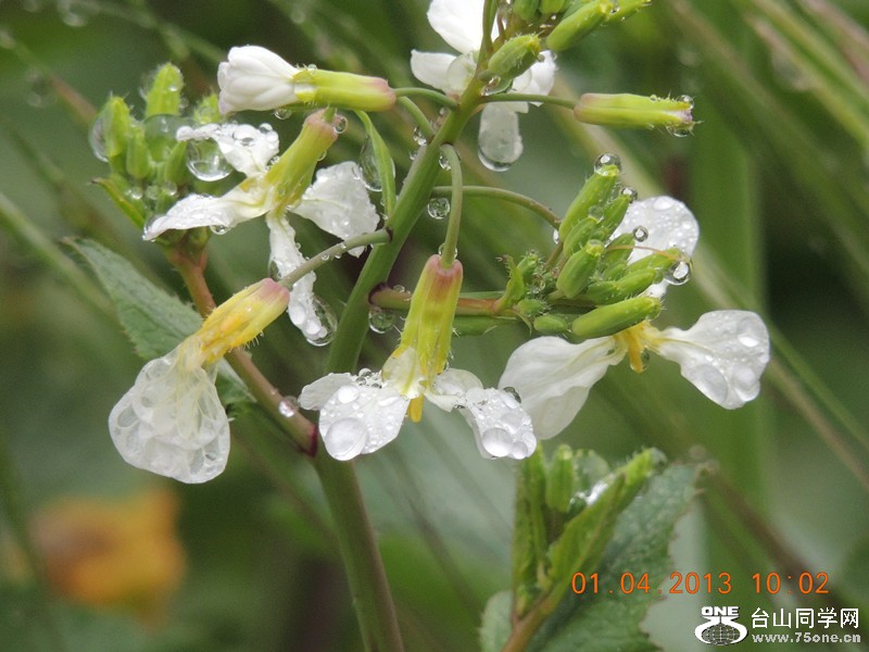 flower 2356_.jpg
