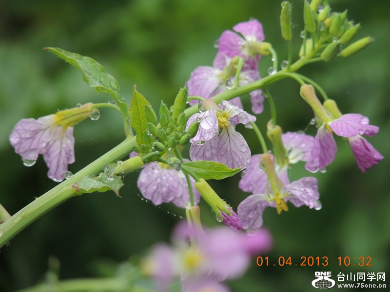 flower 2376_.jpg