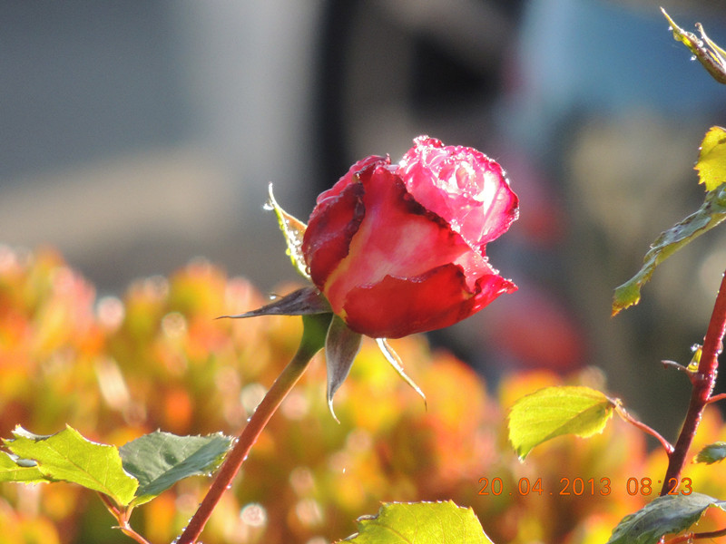 flower 2895_.jpg