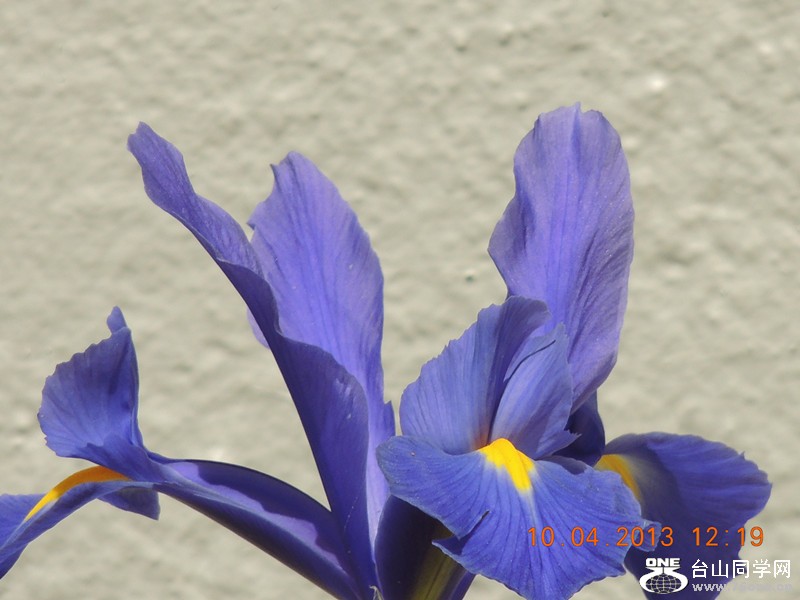 flower 2591_.jpg
