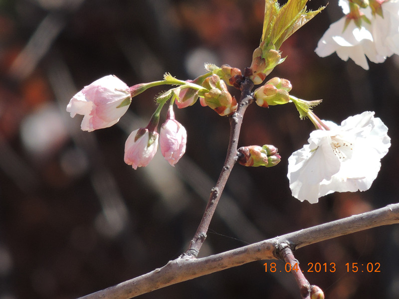 flower 2819_.jpg