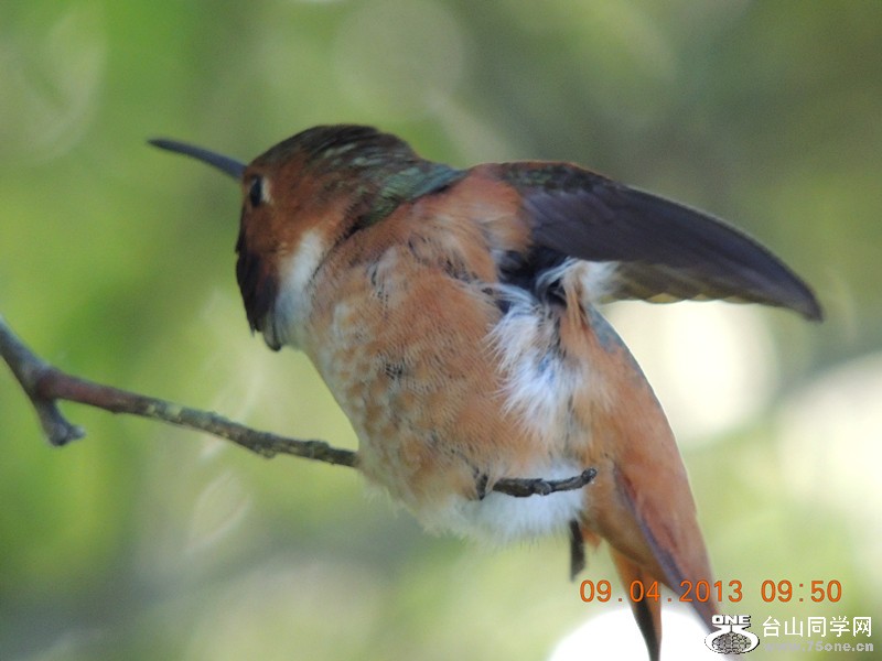 bird 2001_.jpg