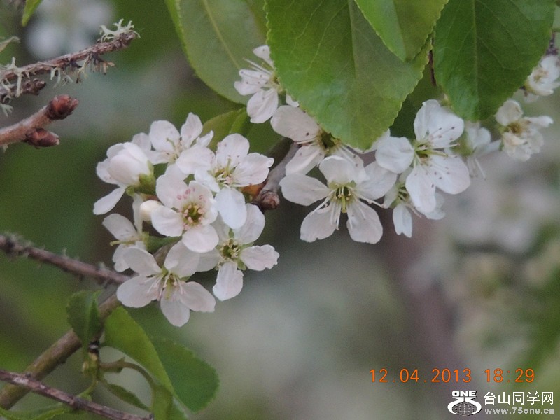 flower 2710_.jpg