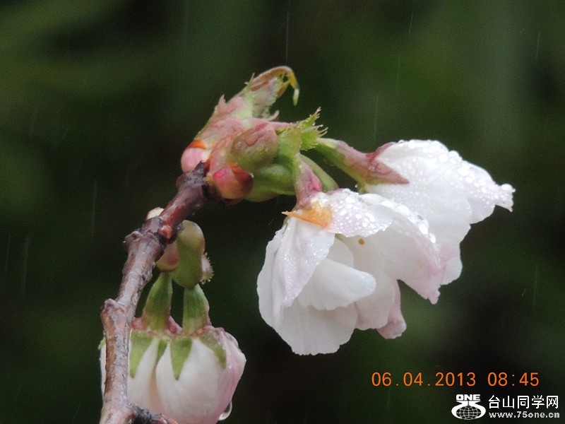 flower 2538_.jpg