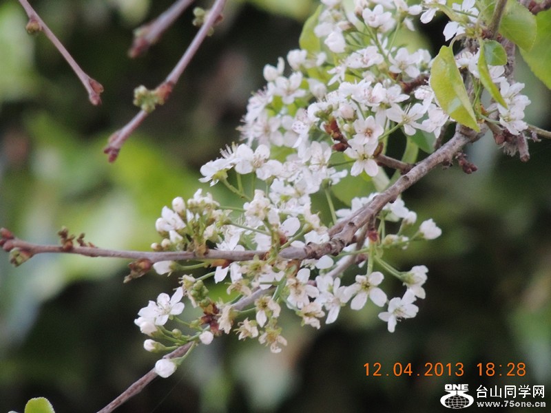 flower 2709_.jpg