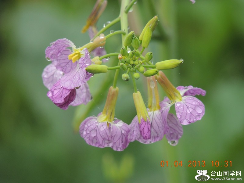flower 2374_.jpg