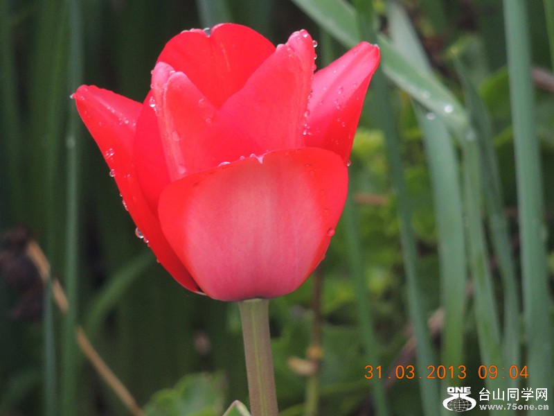 flower 2293_.jpg