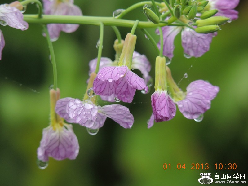 flower 2370_.jpg