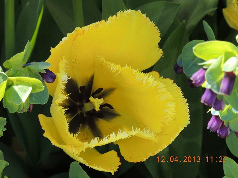 flower 2676_.jpg