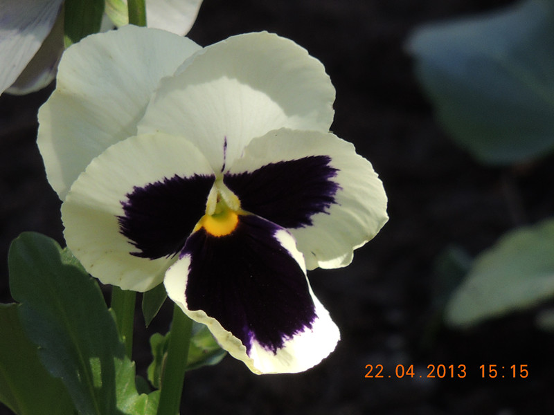 flower 2996_.jpg