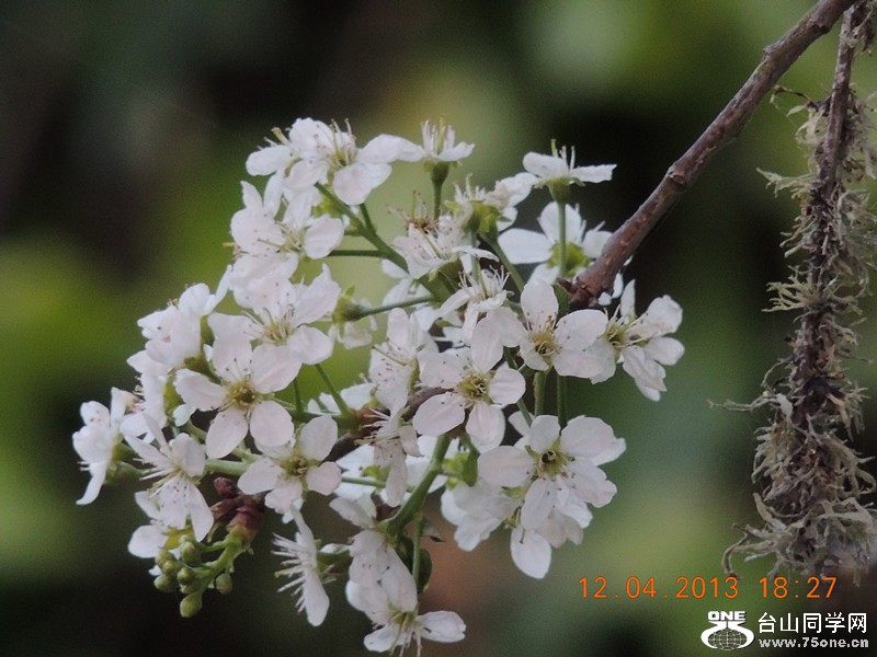 flower 2707_.jpg