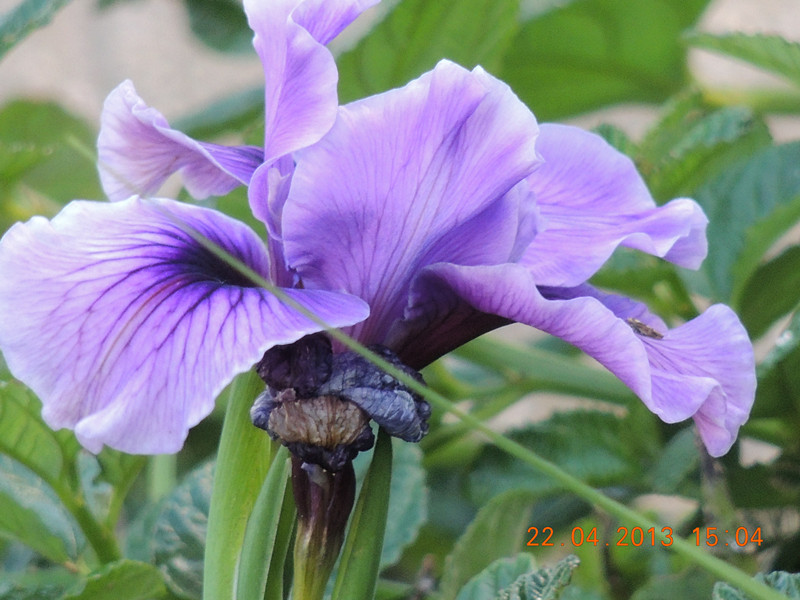 flower 2954_.jpg