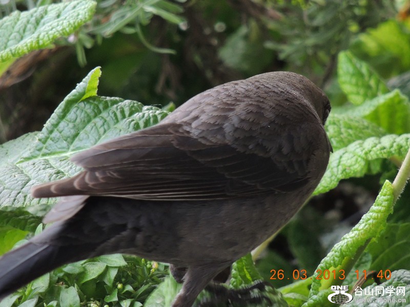 bird 1878_.jpg