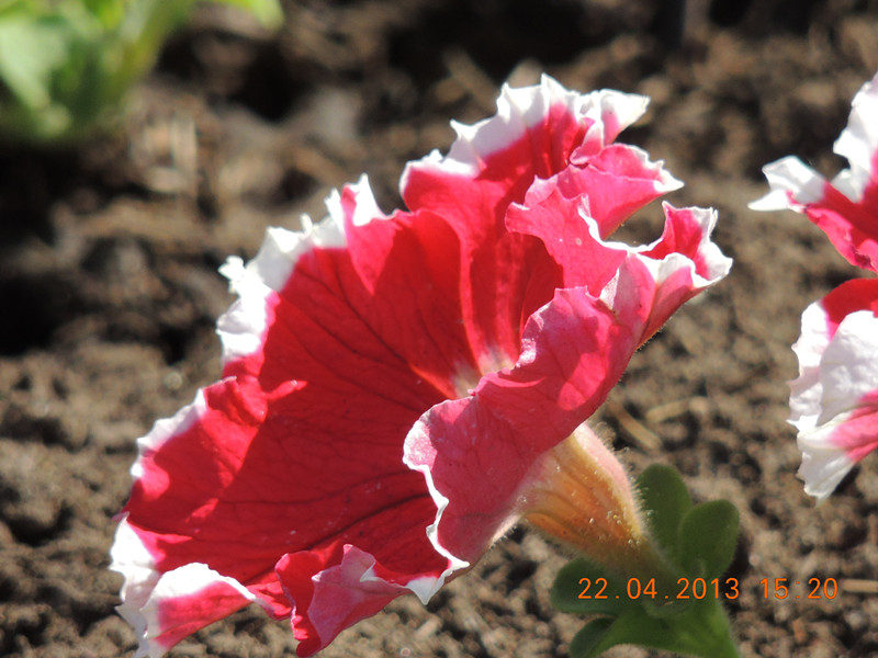flower 3009_.jpg