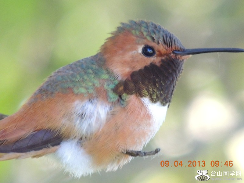 bird 1991_.jpg
