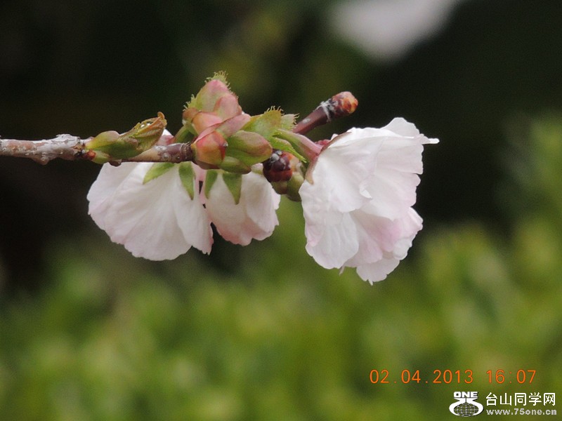 flower 2483_.jpg