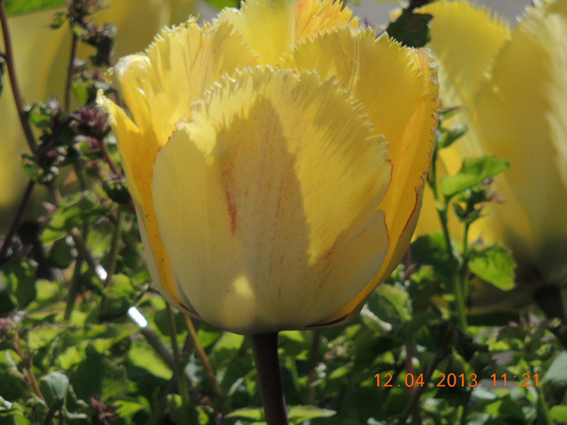 flower 2650_.jpg