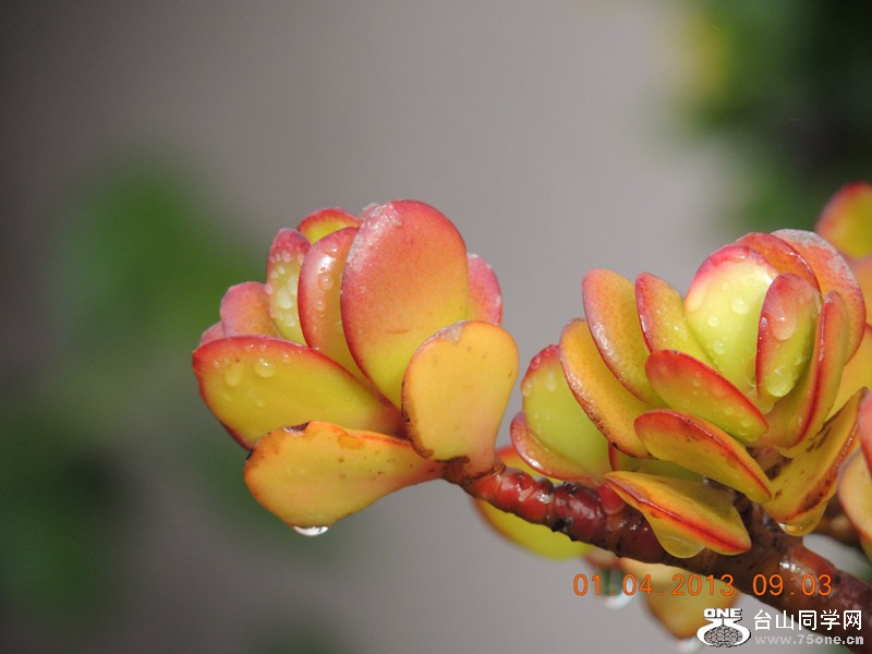 flower 2324_.jpg