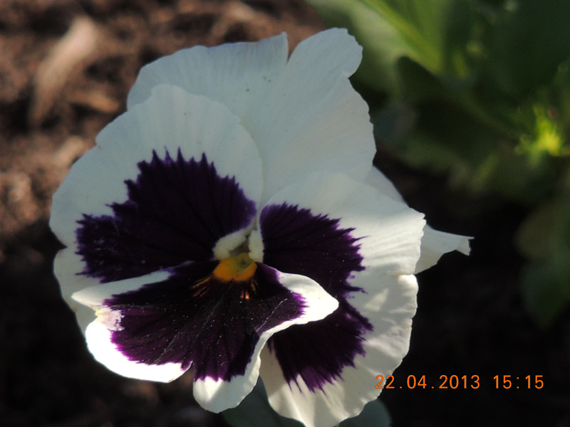flower 2994_.jpg