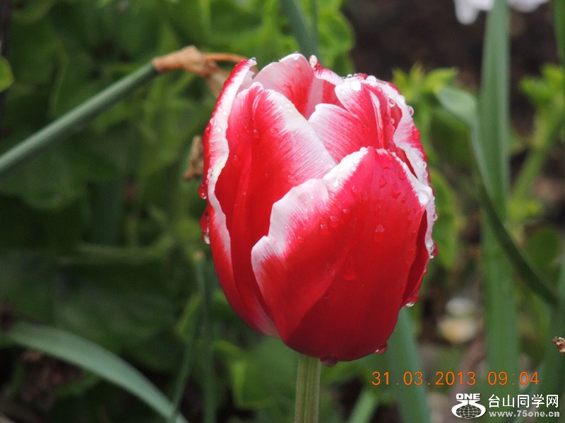 flower 2291_.jpg