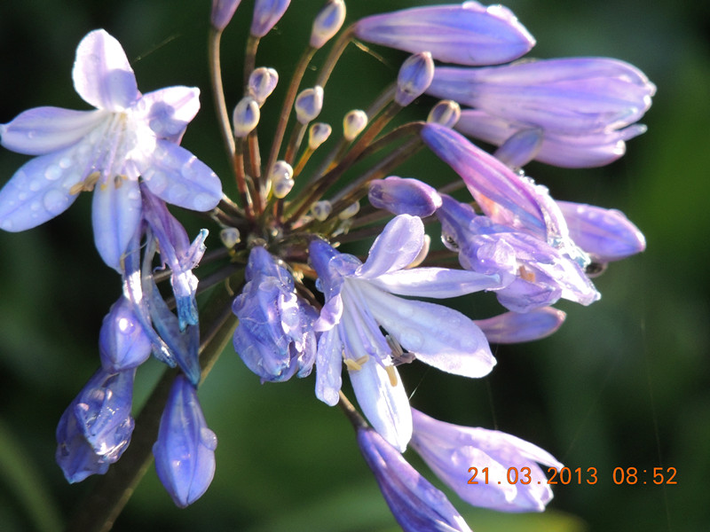 flower 1503_副本.jpg