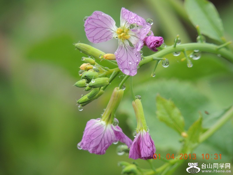 flower 2371_.jpg