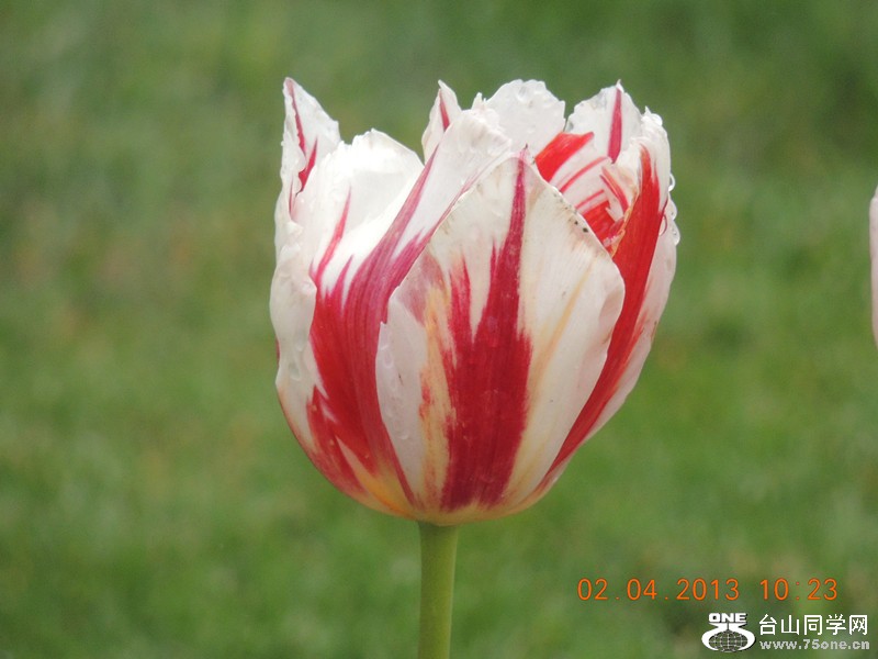 flower 2464_.jpg