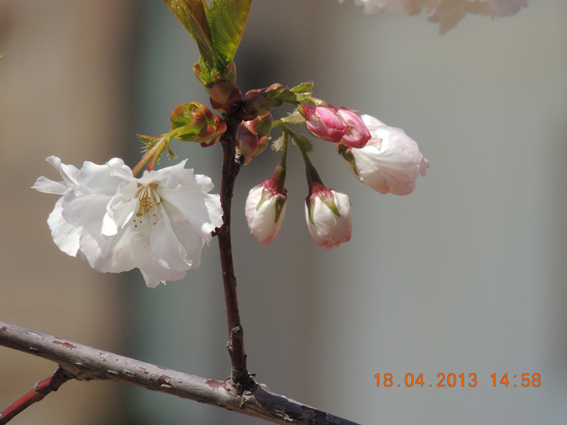 flower 2806_.jpg