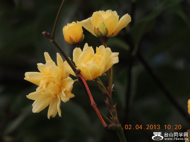 flower 2451_.jpg