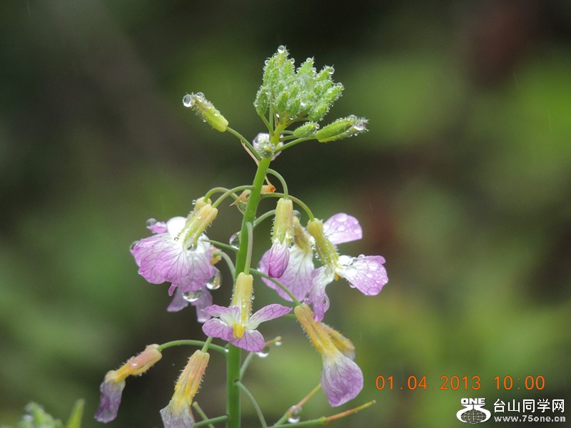 flower 2351_.jpg