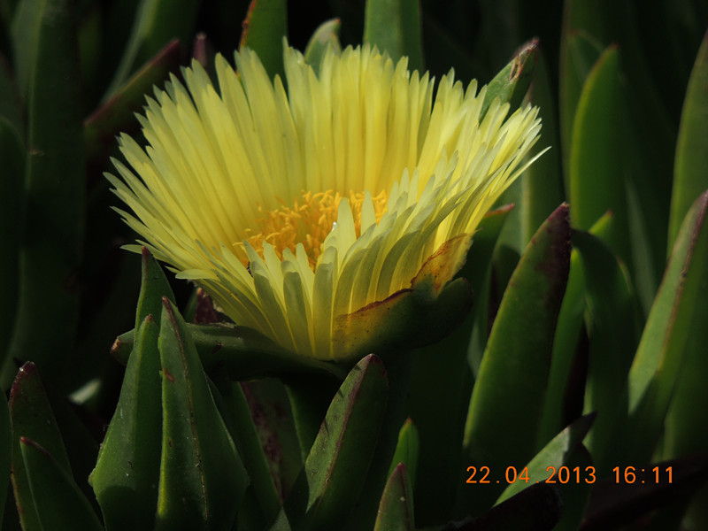 flower 3019_.jpg