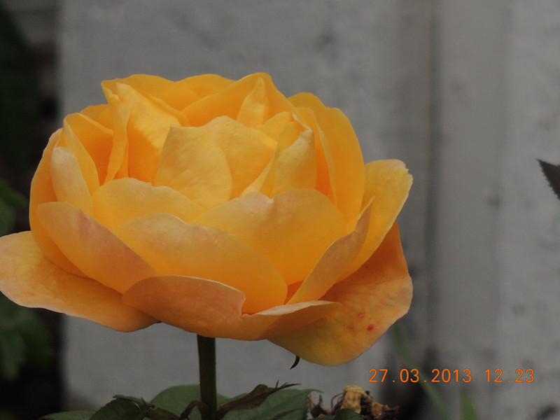 flower 1990_.jpg