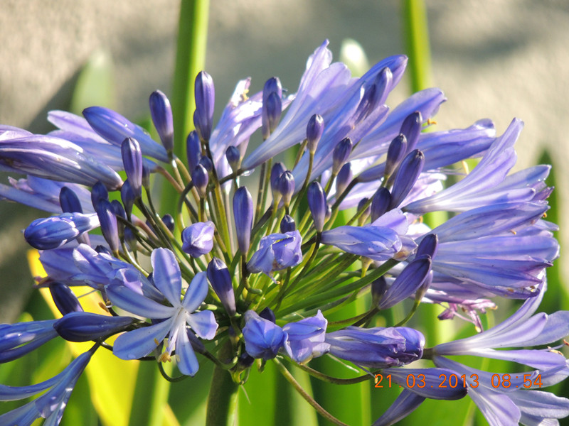 flower 1509_副本.jpg