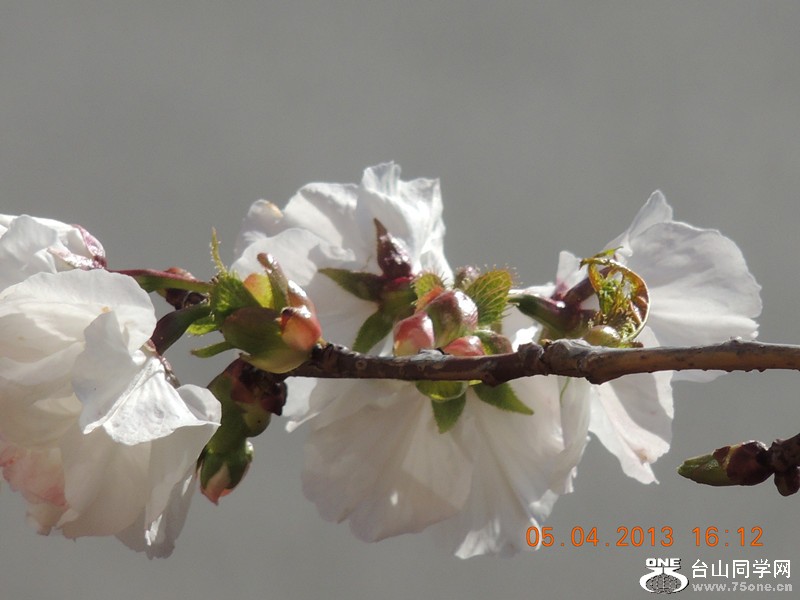 flower 2524_.jpg